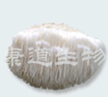 猴头菇菌丝粉